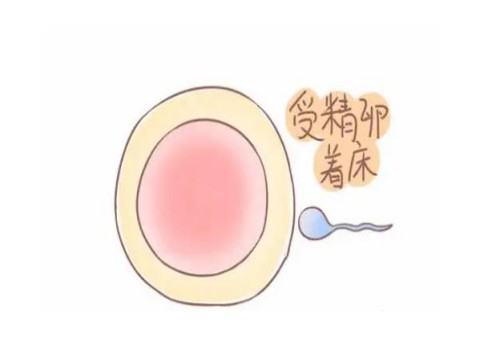 试管取卵后饮食注意事项,取卵后饮食方面要注意什么